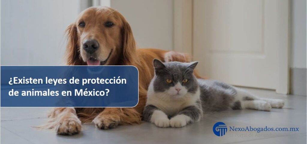 ¿Existen leyes de protección de animales en México?